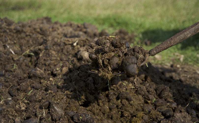 Paardenpoep