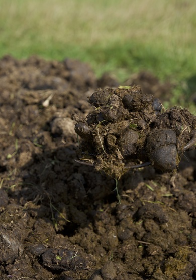 Paardenpoep