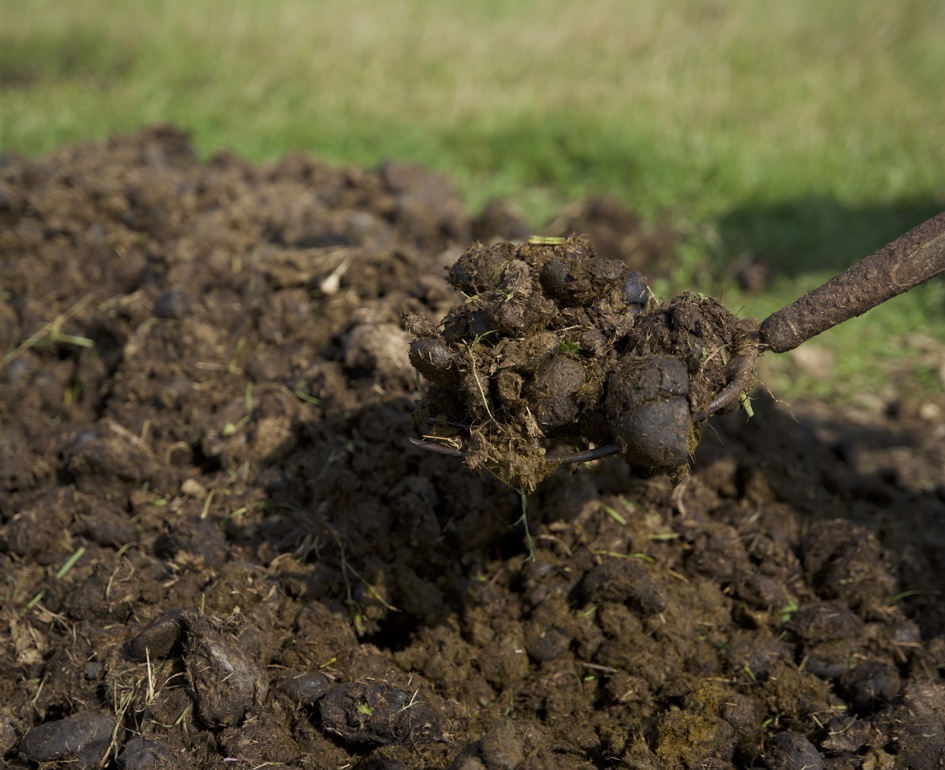Paardenpoep